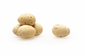 Kievitseitjes Champagne - 2 kg [Seizoensproduct]