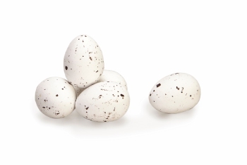 Kievitseitjes Wit - 2 kg [Seizoensproduct]